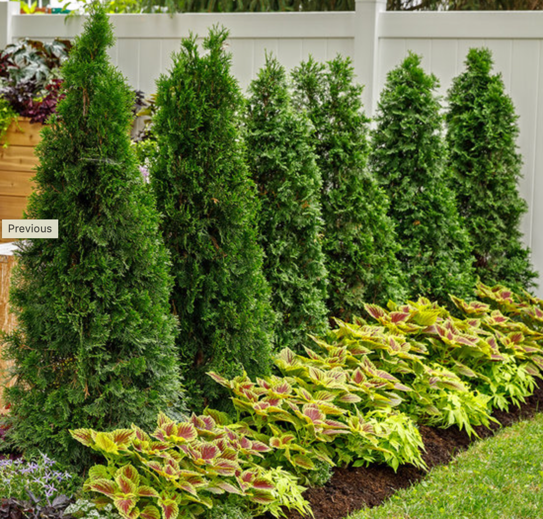 North Pole Arborvitae