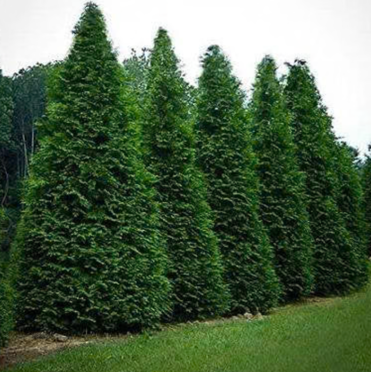 Green Giant Arborvitae