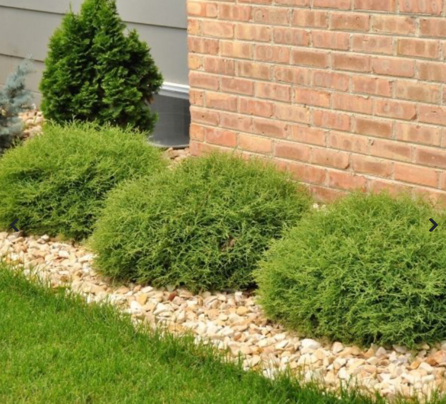 Mr. Bowling Ball Arborvitae #3