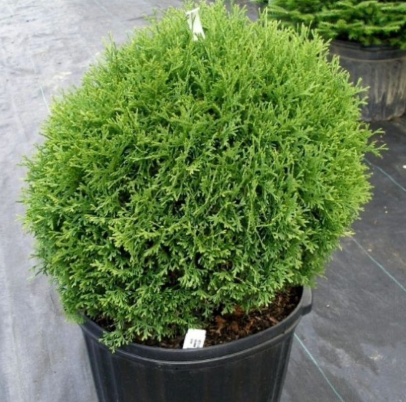 Hetz Midget Arborvitae