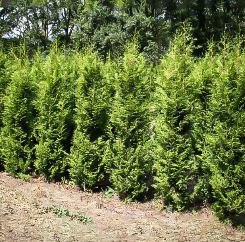 Sugar & Spice Arborvitae