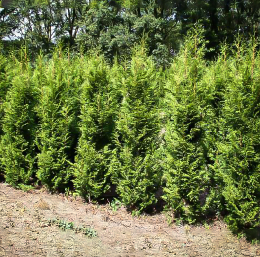 Sugar & Spice Arborvitae