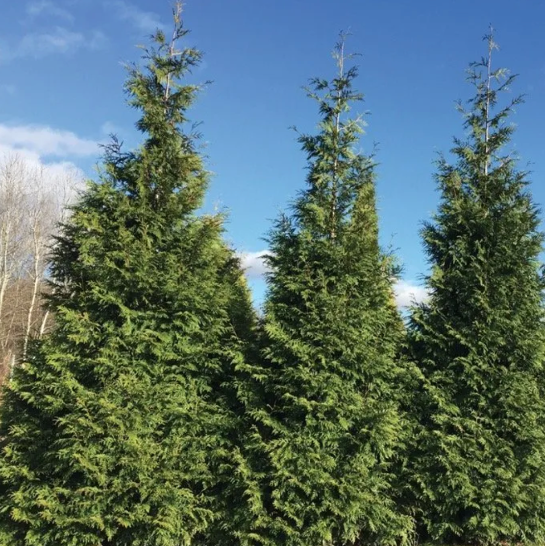 Sping Grove Arborvitae