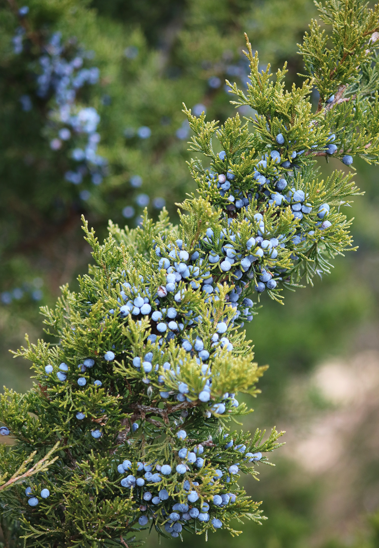 Juniper