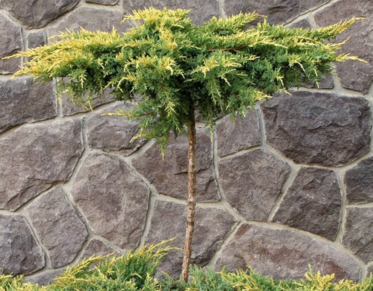 Daubs Frosted Standard