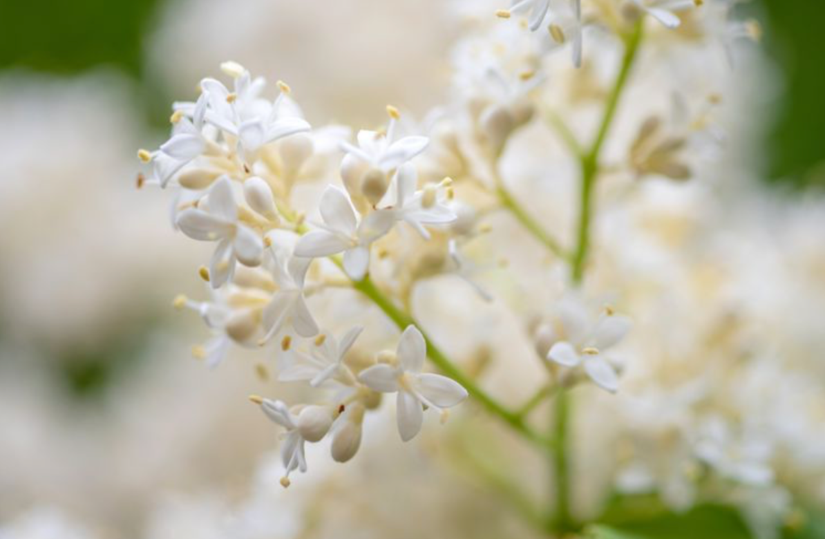 Ivory Silk Lilac 1.5" (Potted)