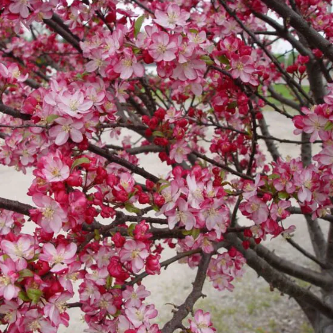 Coral Burst Crabapple #7