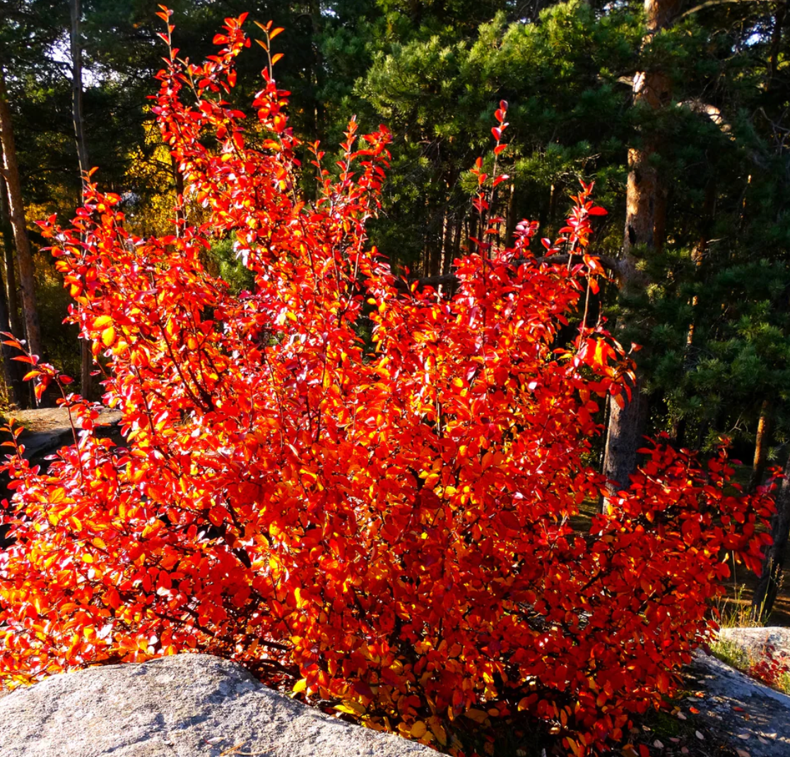 Autumn Brilliance Serviceberry (Potted)
