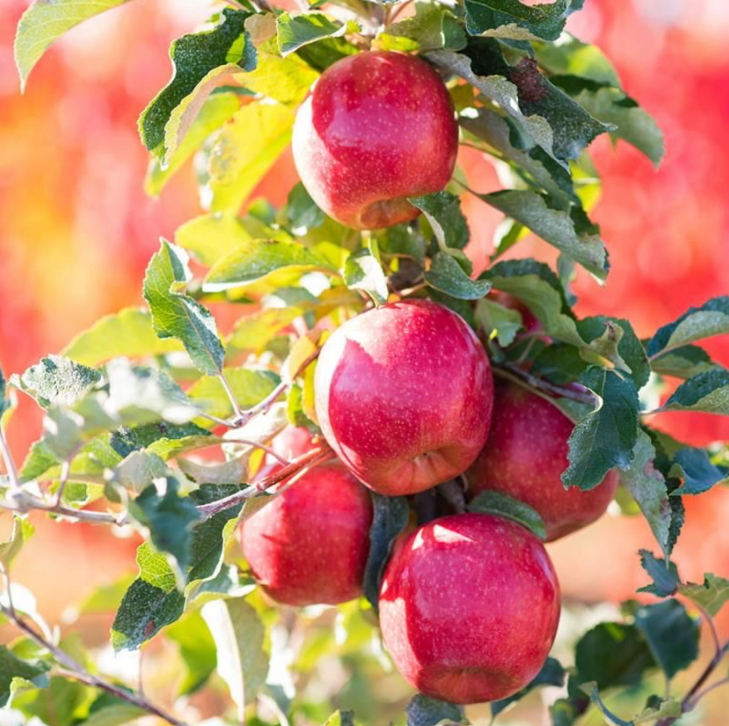 Pink Lady Apple (Potted)