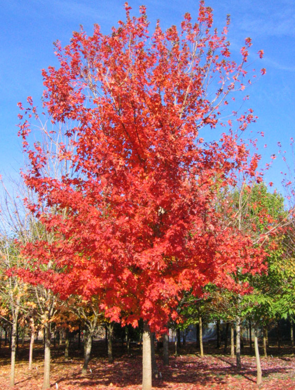 Caddo Autumn Splendor 1.5"