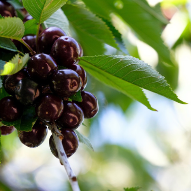Black Pearl Cherry (Potted)