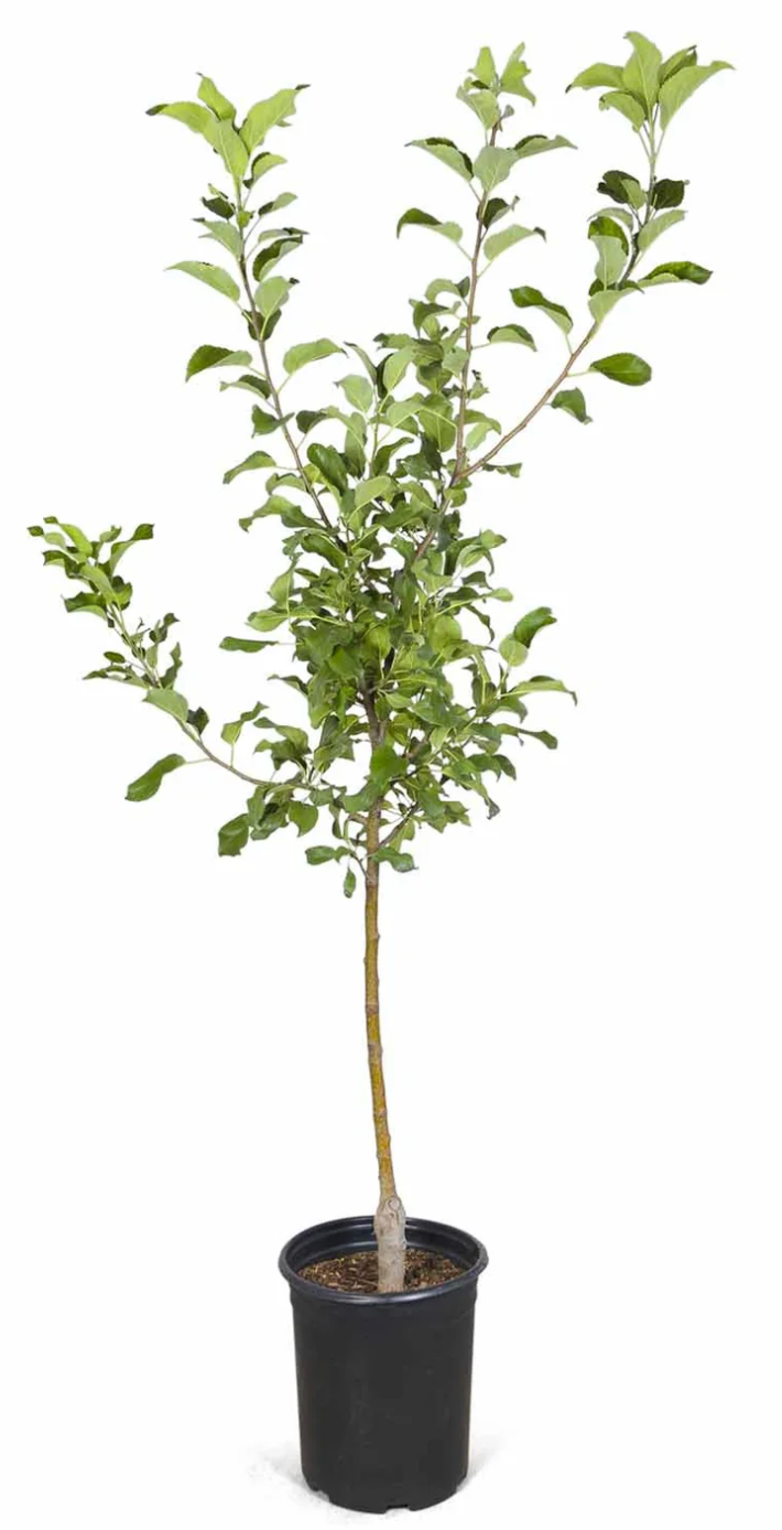 Honey Crisp Apple 7gal