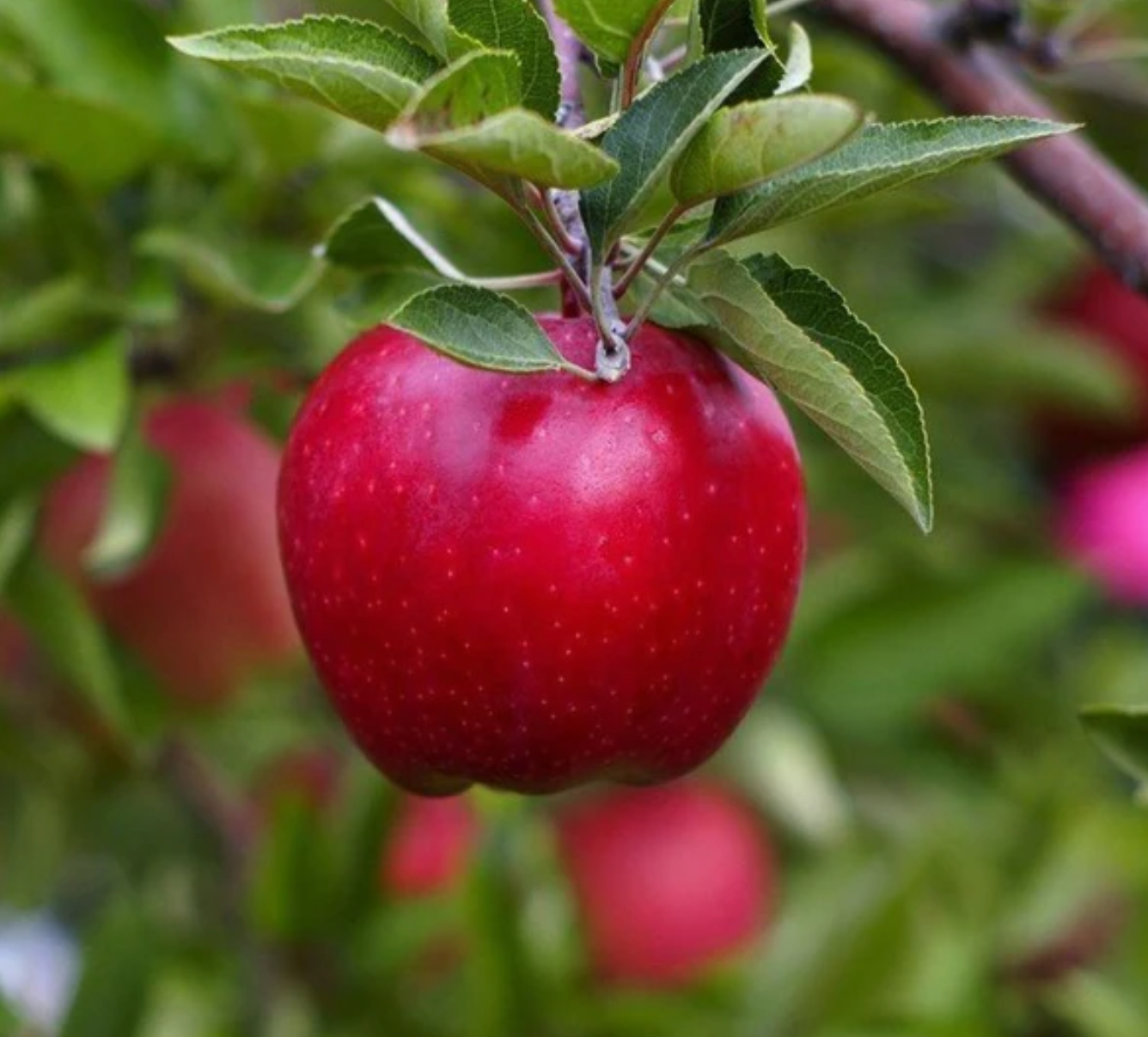 Red Delicous Apple (Potted)