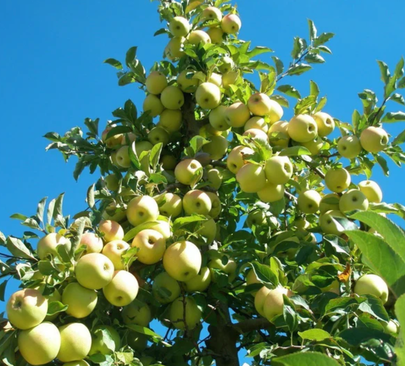 Golden Delicious Apple (Potted)