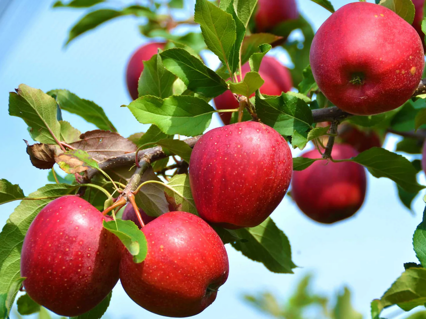 Haralred Apple (potted)