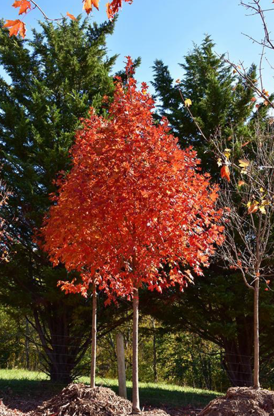 Caddo Flashfire Maple (Potted)