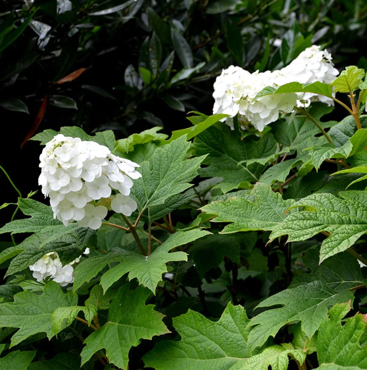 Hydrangea Snow Queen