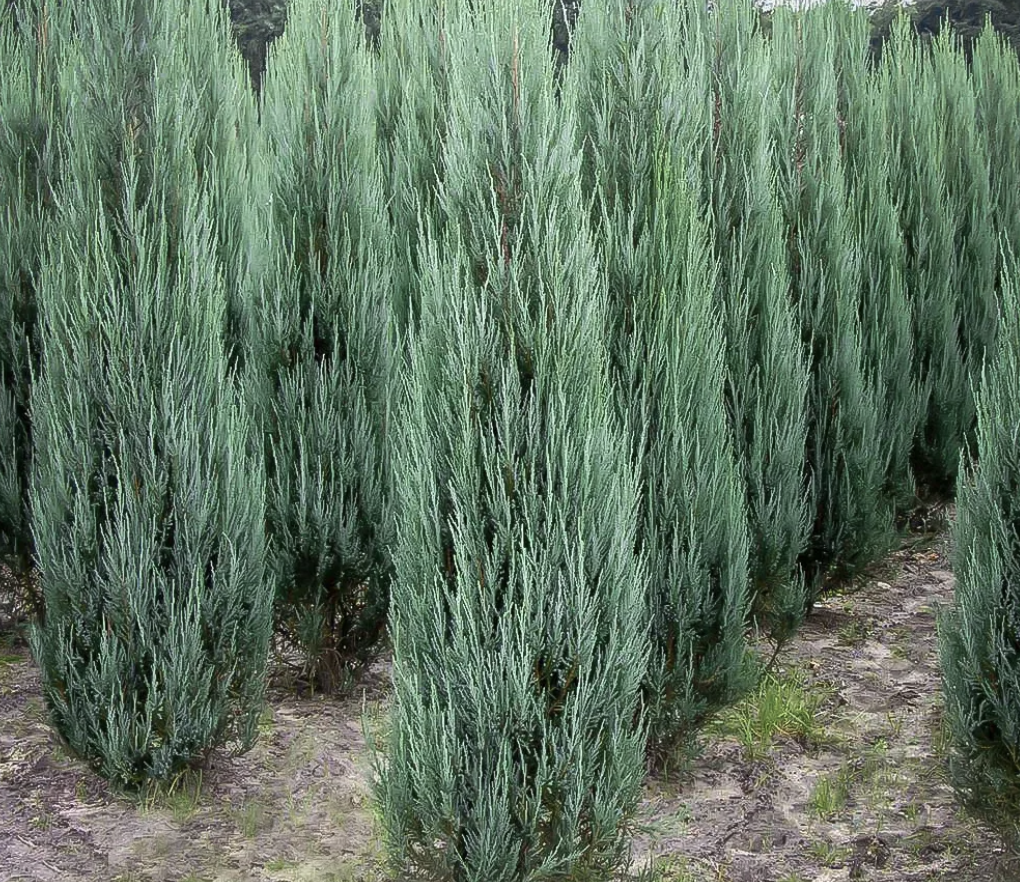 Blue Arrow Juniper