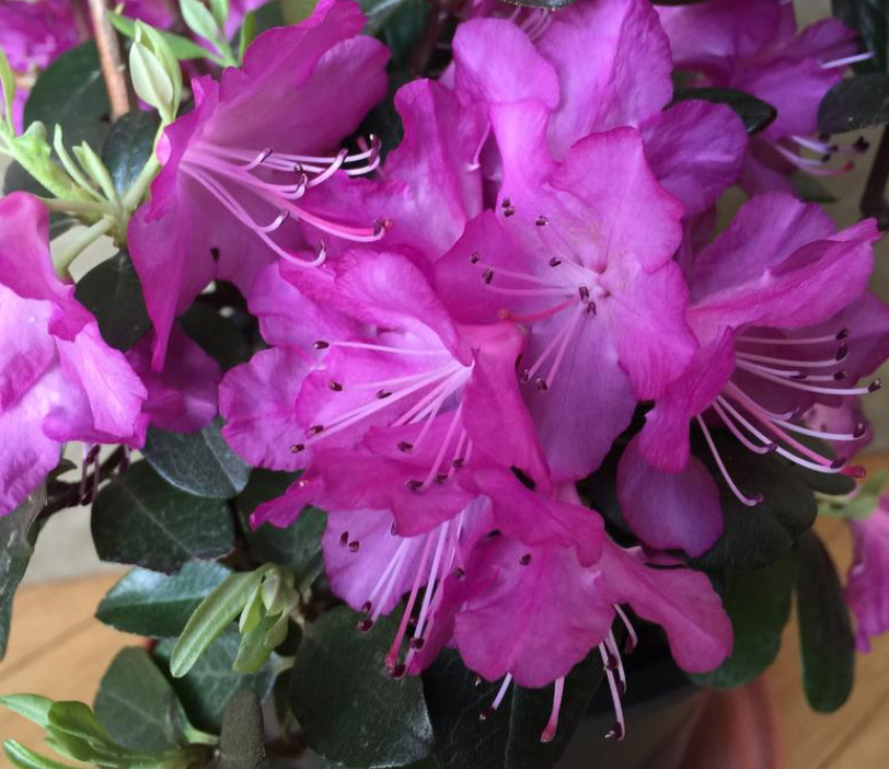 Rhododendron Elite Star