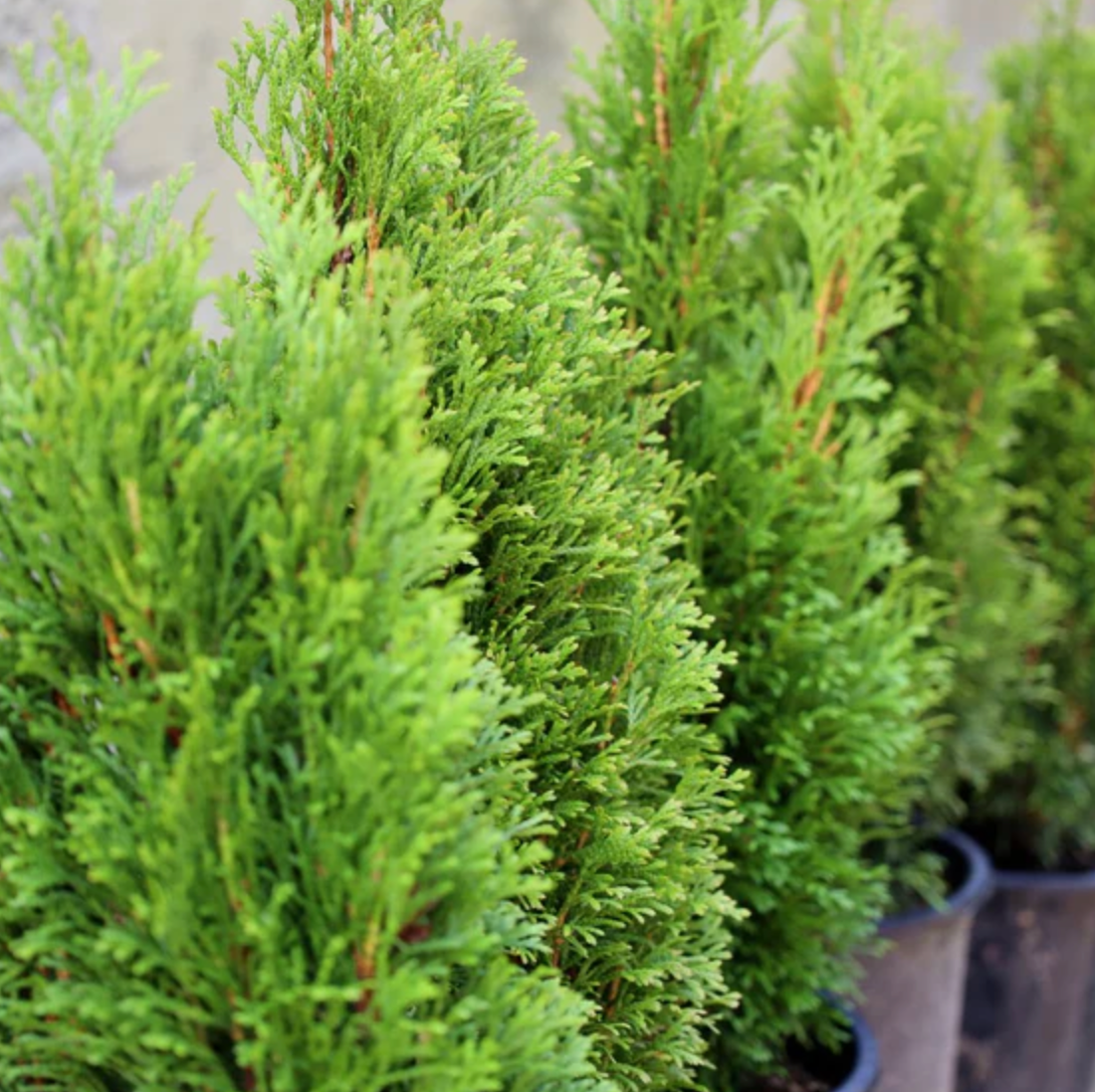 Emerald Petite Arborvitae 5 gal.