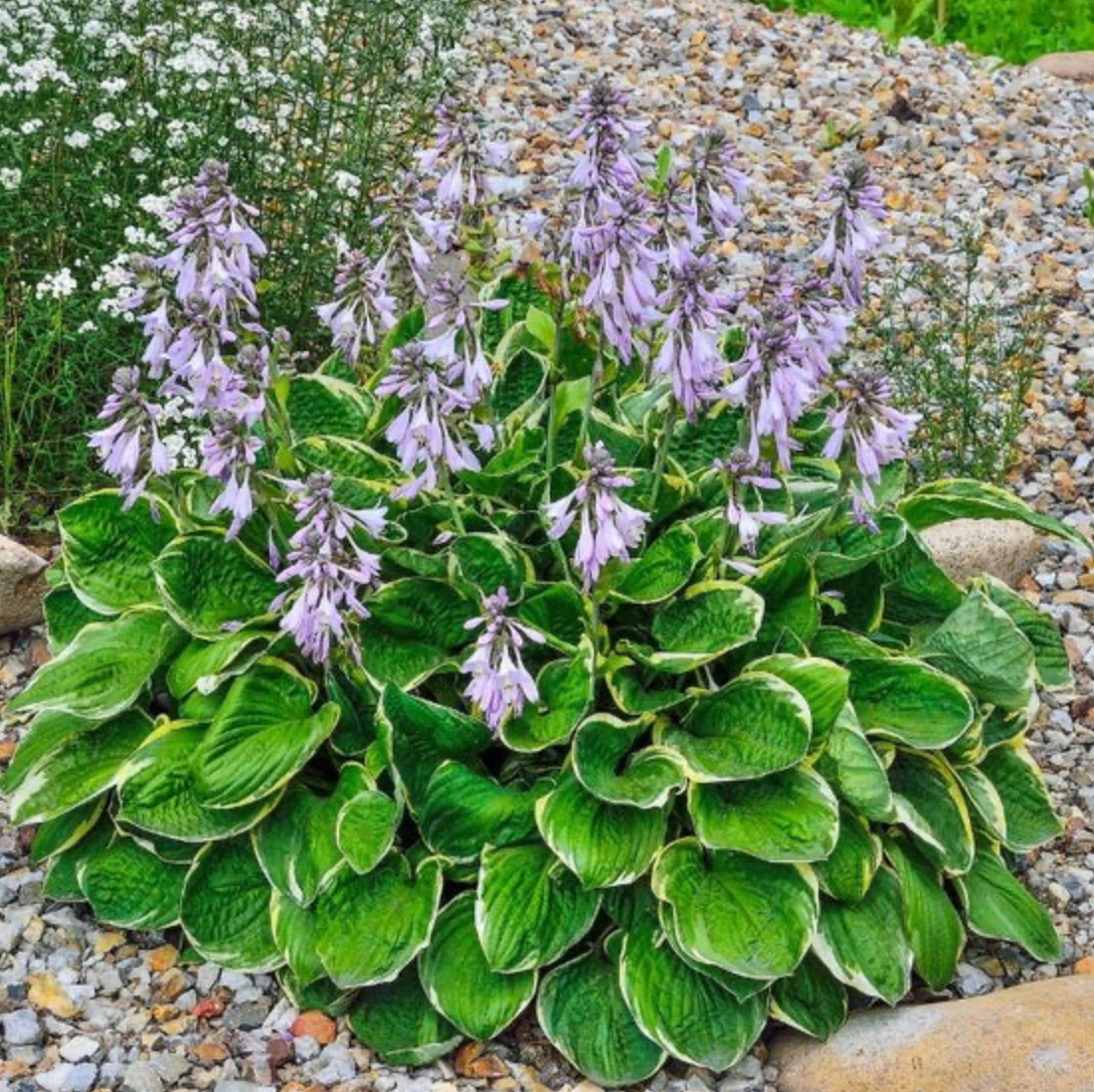 Hosta Patriot #1