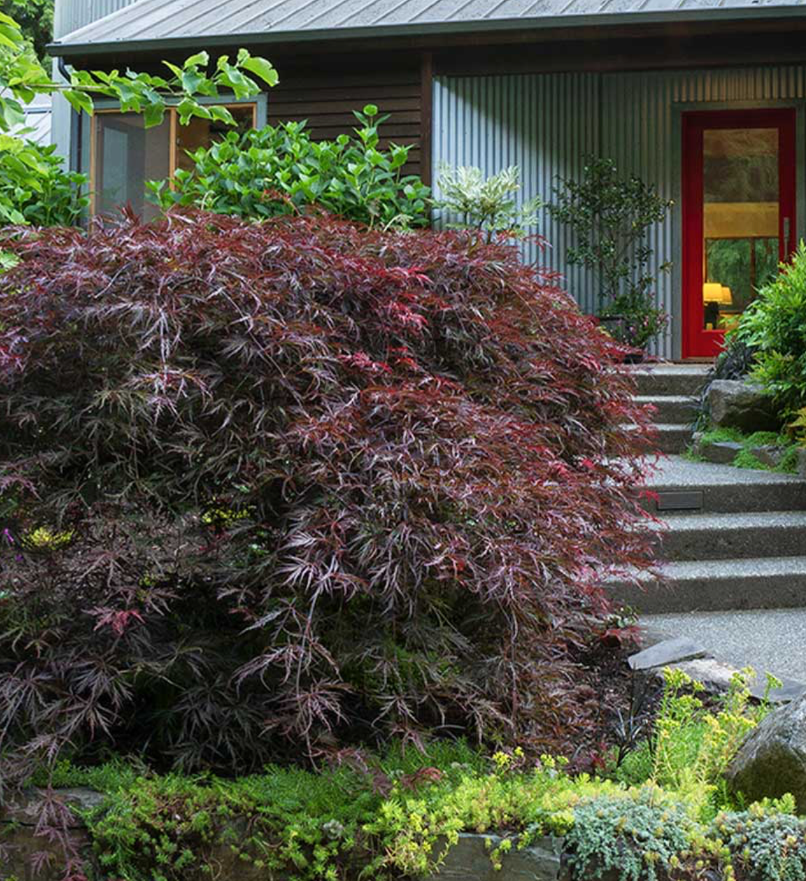 Acer Japanese Maple Tamukeyama