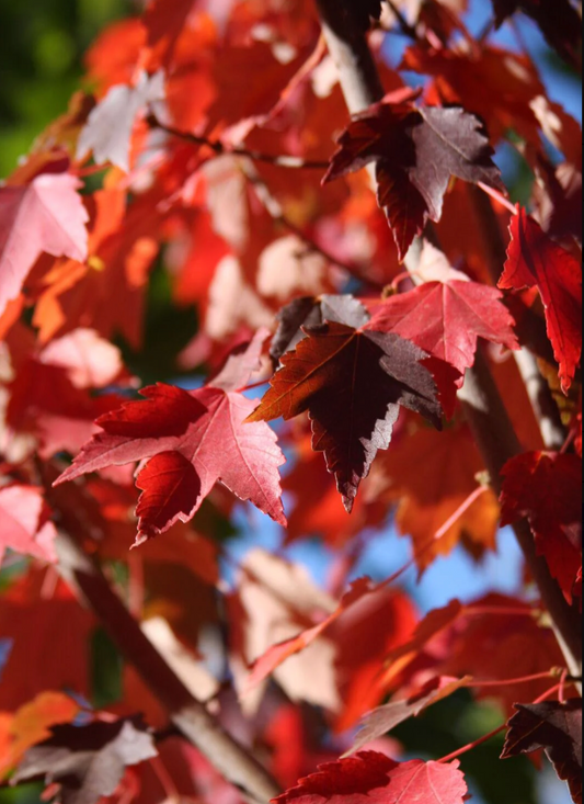 Sun Valley Red Maple 1.5" (Potted)