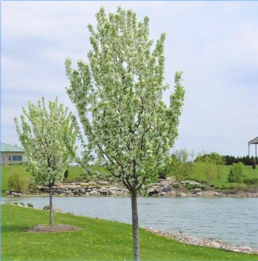 Spring Snow Crabapple 1"