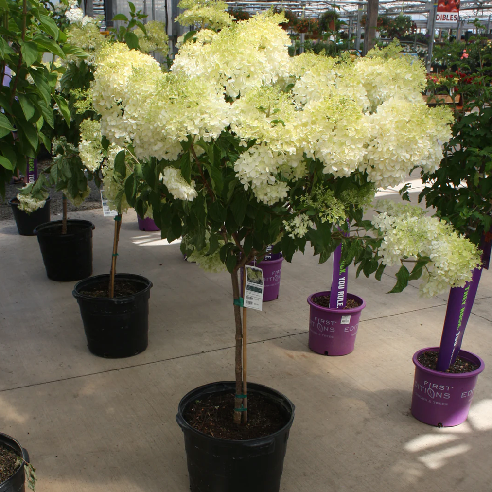 Hydrangea Phantom Tree