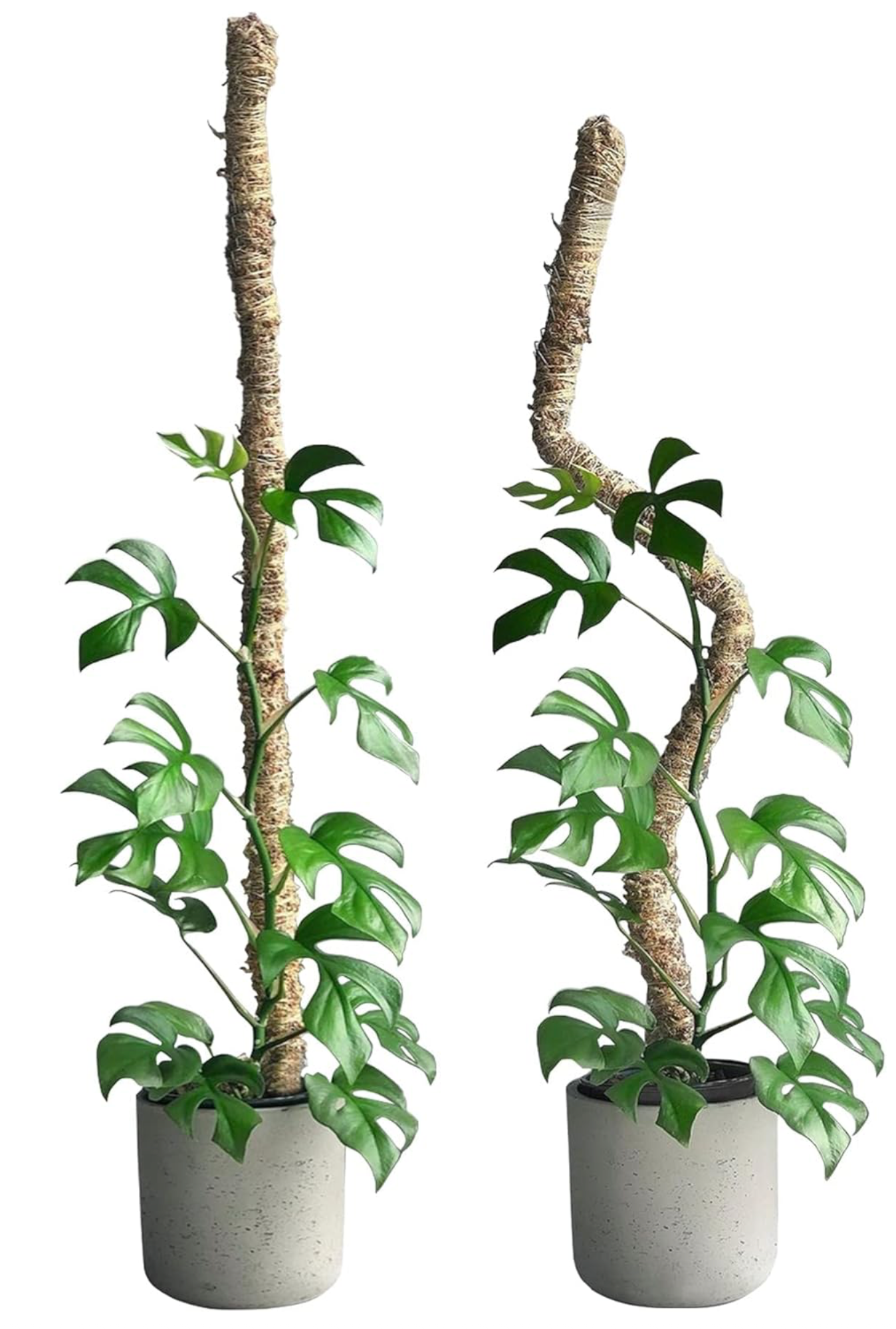 Mossify Bendable Moss Pole