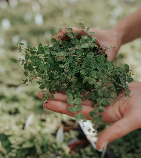 String of Turtles 4" HB