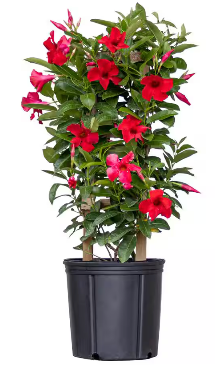 10" Mandevillia Sundenia Crimson