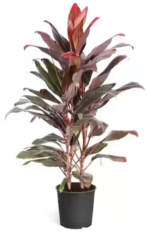 Cordyline