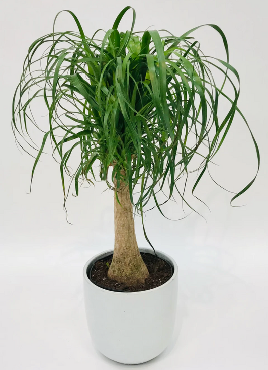 8" Ponytail Stump