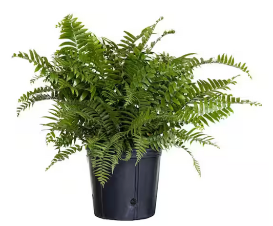 10" Macho Fern