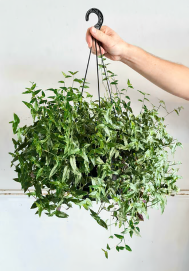 wedding veil hanging plant Bridal Veil Hanging Basket 4" – Hilltop Nursery