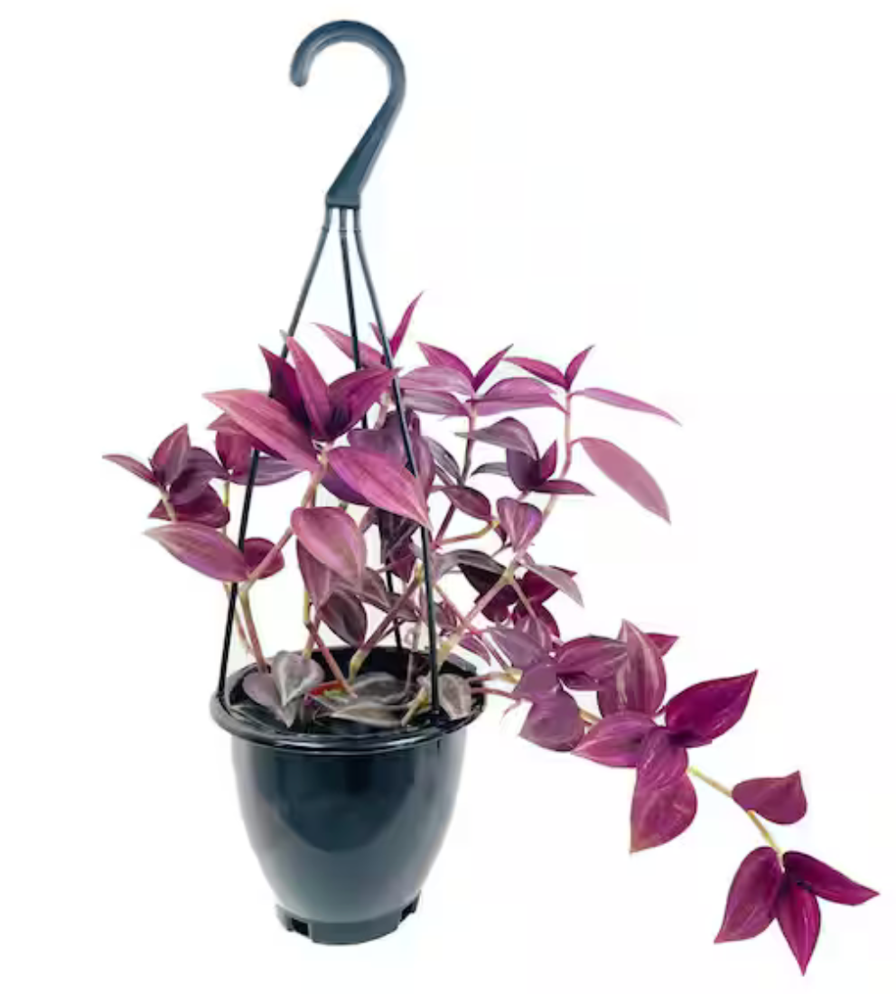 10" Wandering Jew Hanging Basket