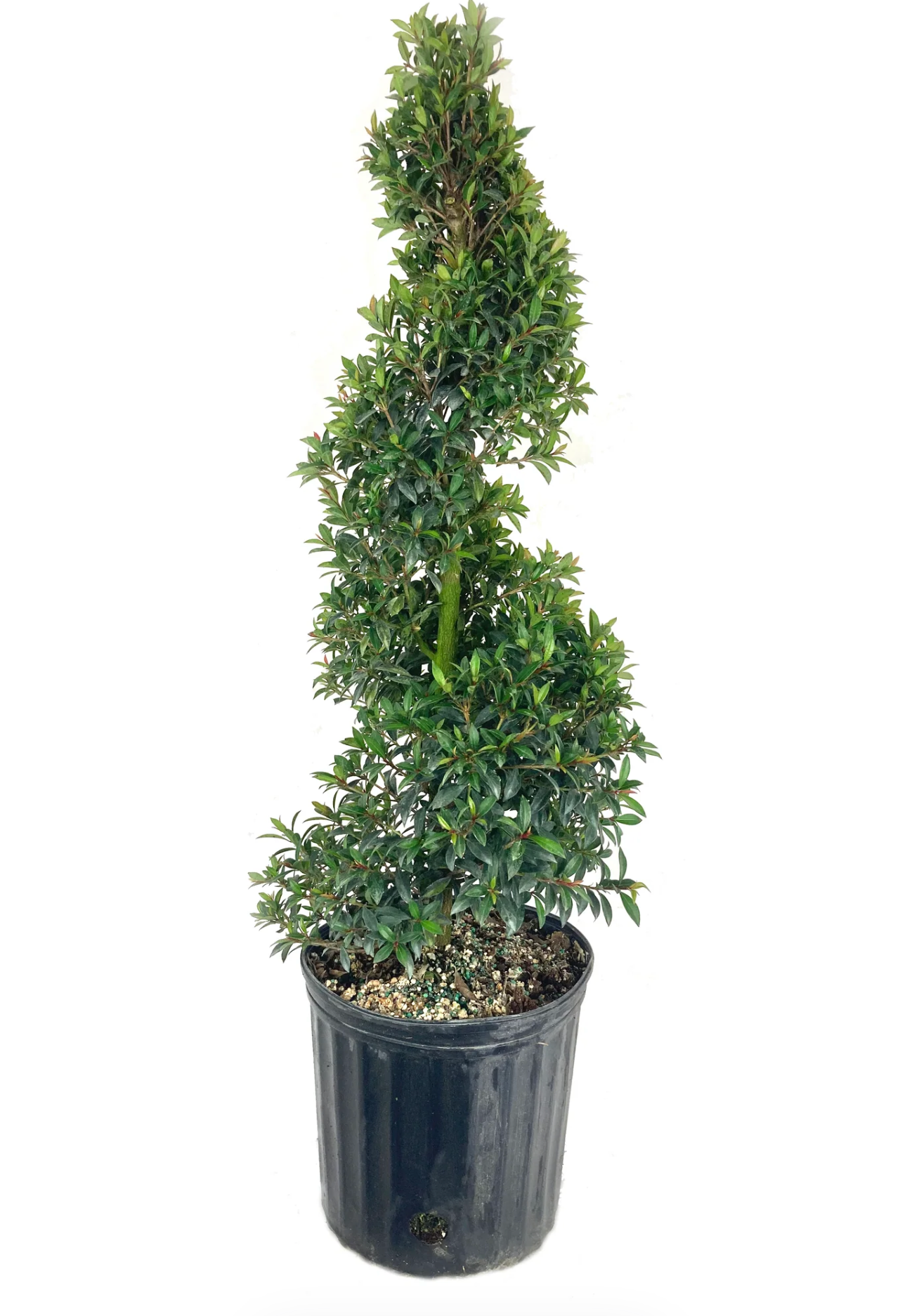 Eugenia Spiral