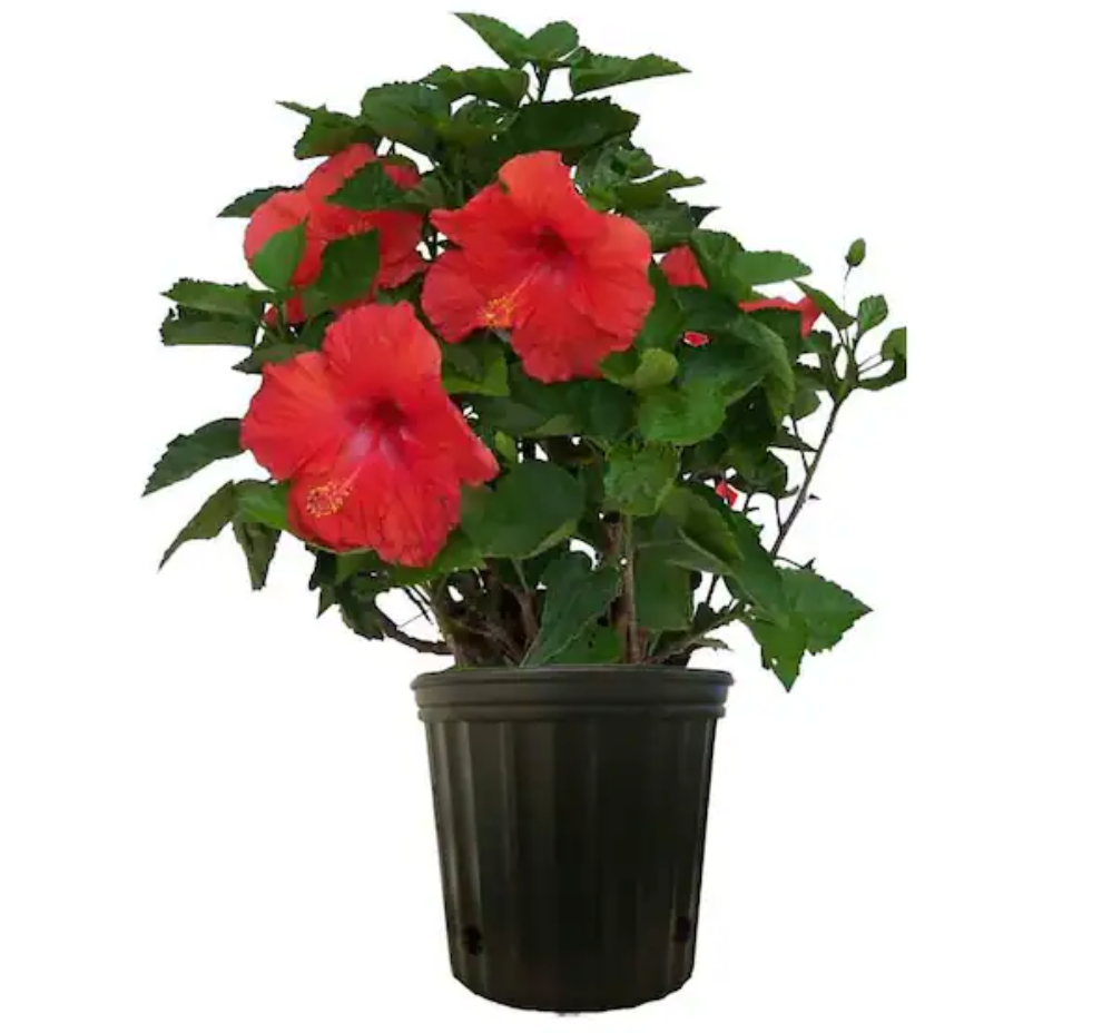 10" Hibiscus Bush