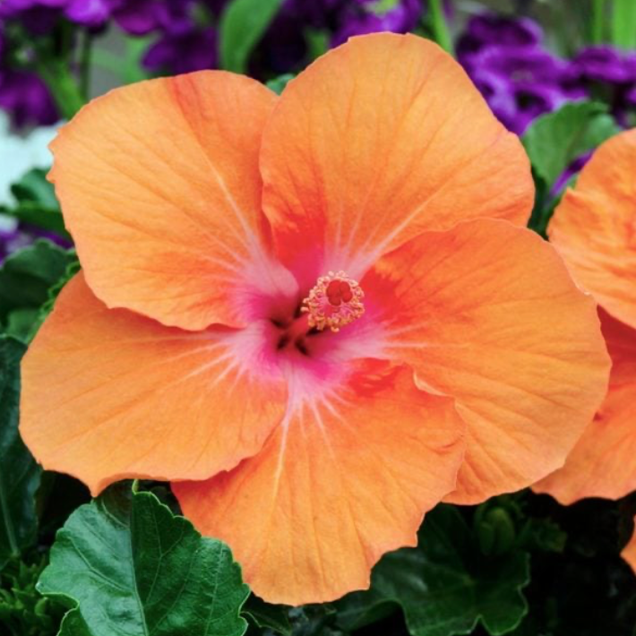 Hibiscus Bush Standard Sunset Orange 10"