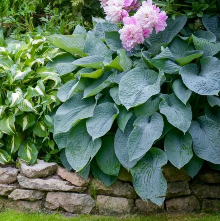 Hosta Blue Angel #1