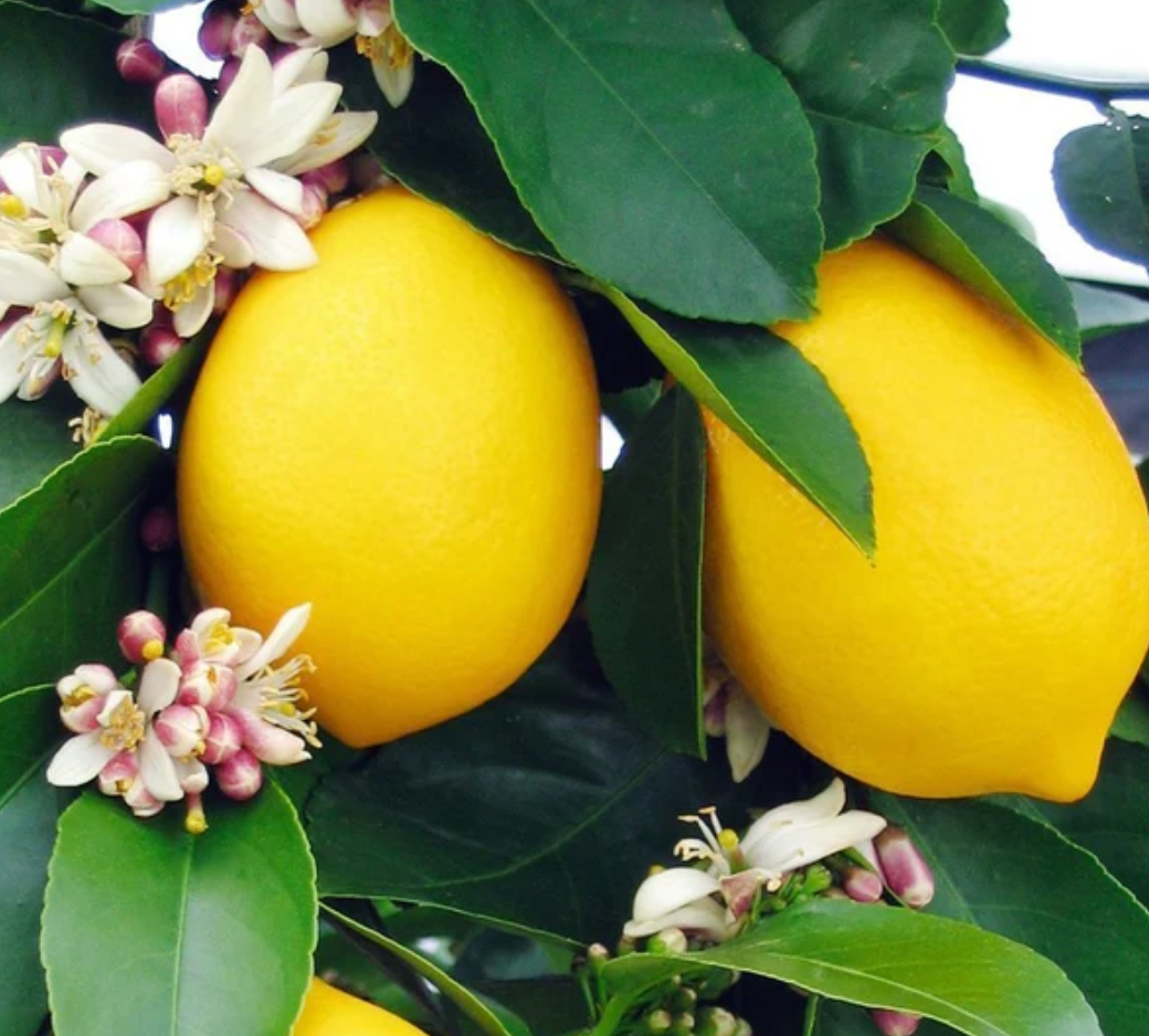 Citrus Lemon Meyer 3Gal