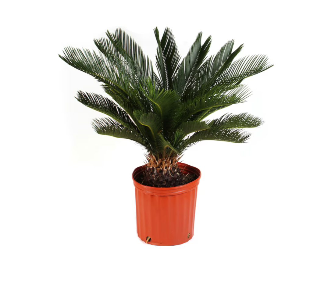 Palm King Sago 10"
