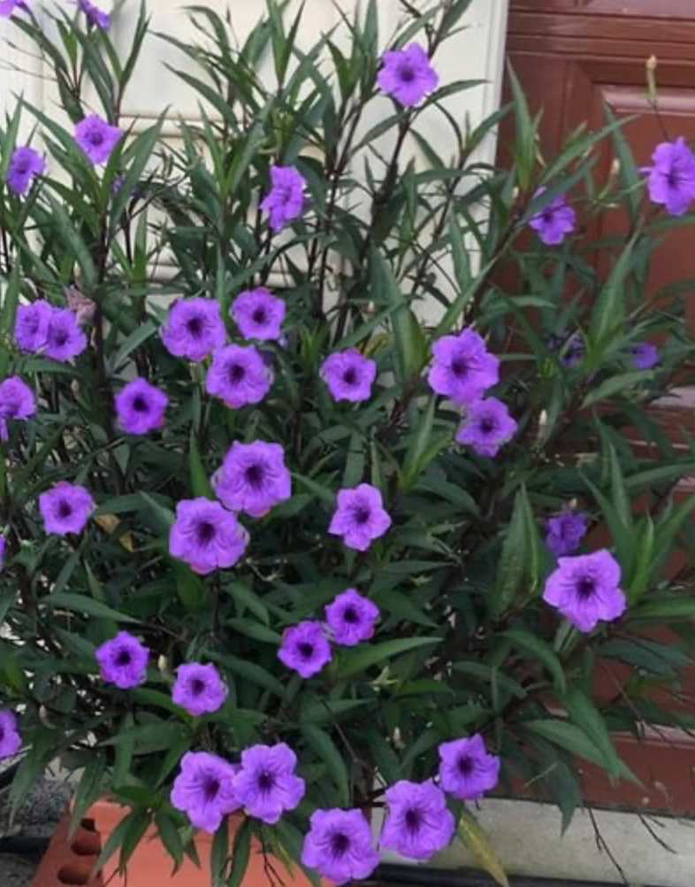 Ruellia Purple Showers