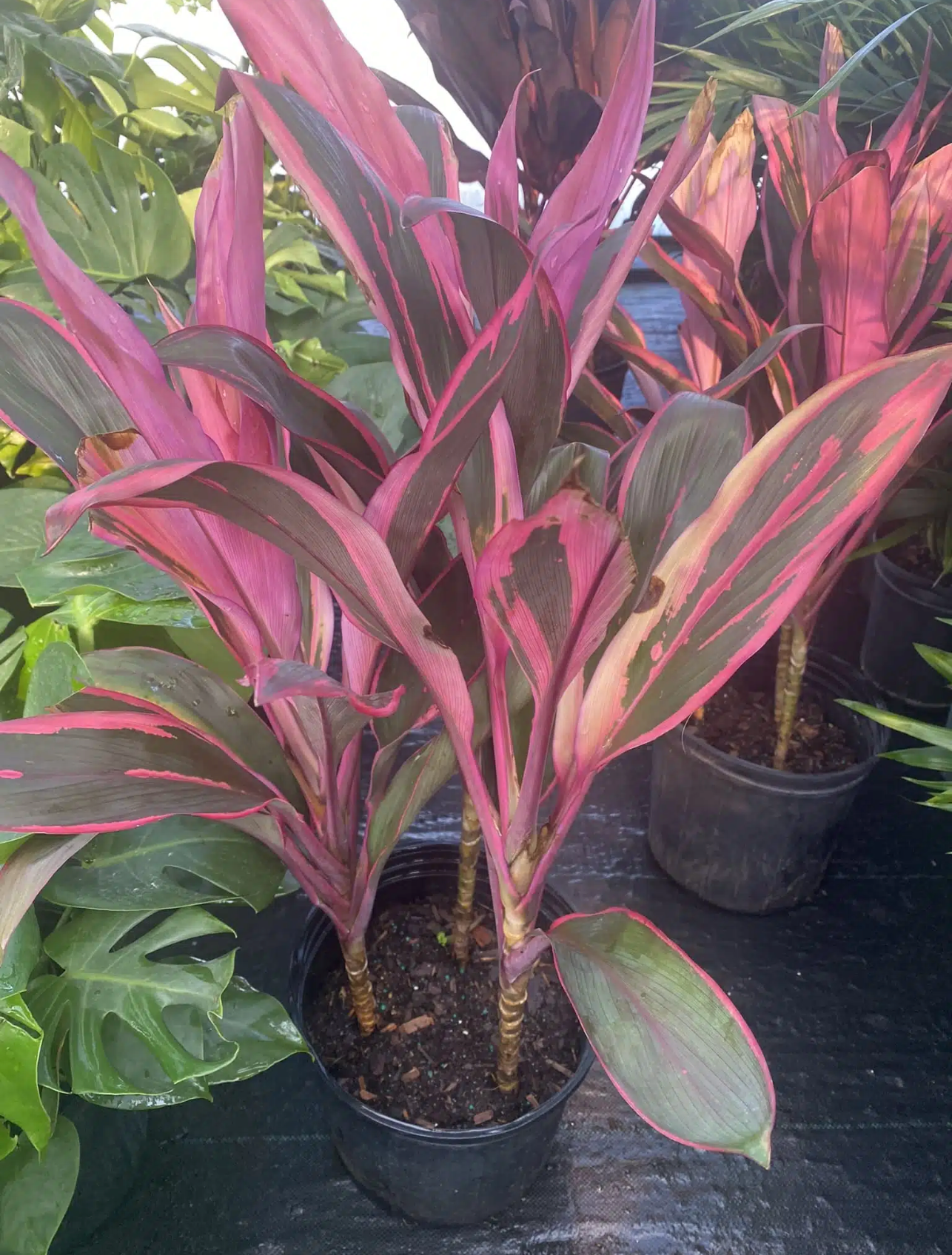 Cordyline Maria 10"