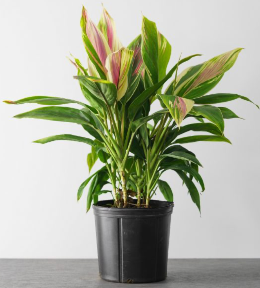 Cordyline Exotica 10"