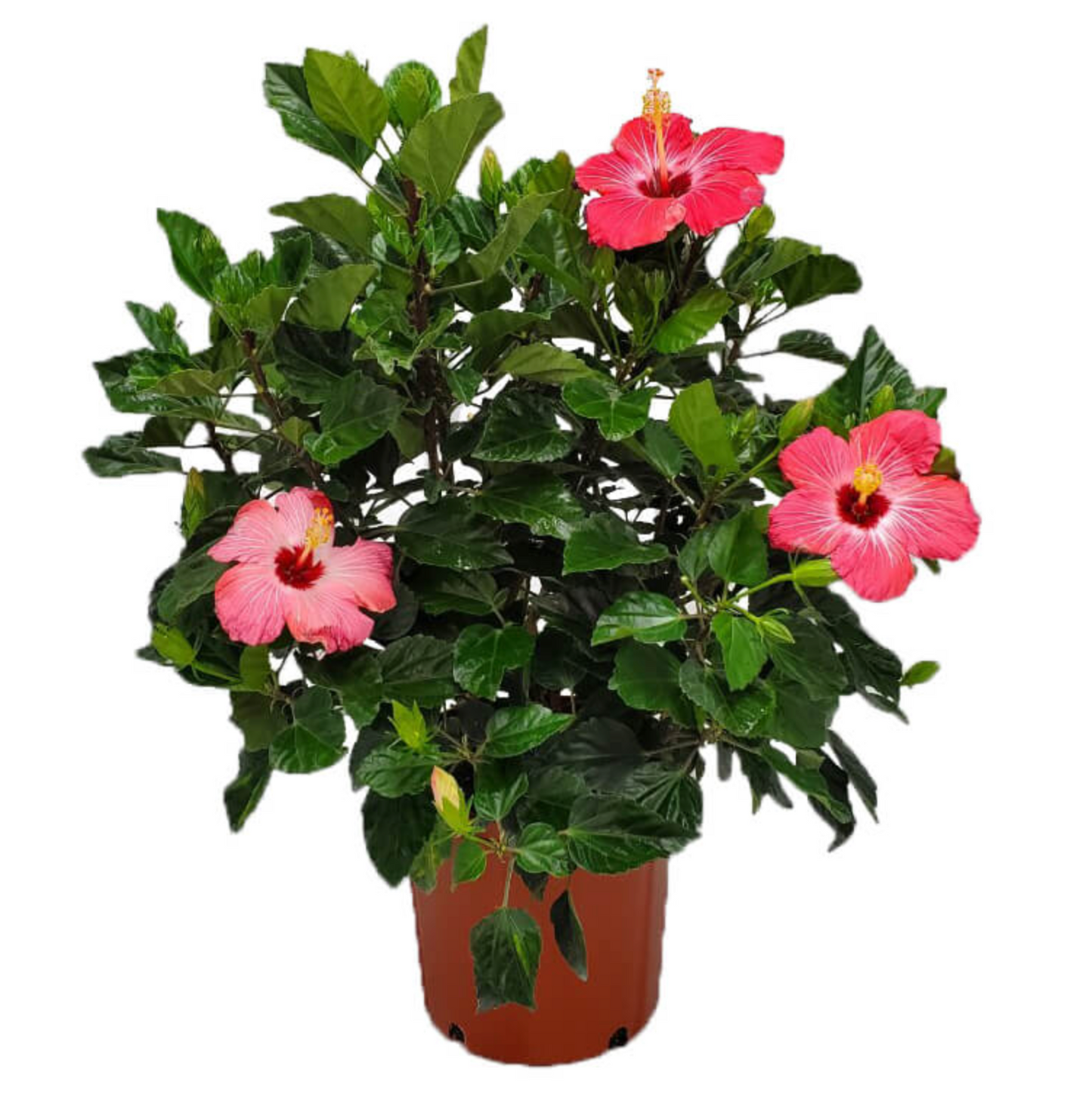Hibiscus Bush Pink Paint Lady 10"