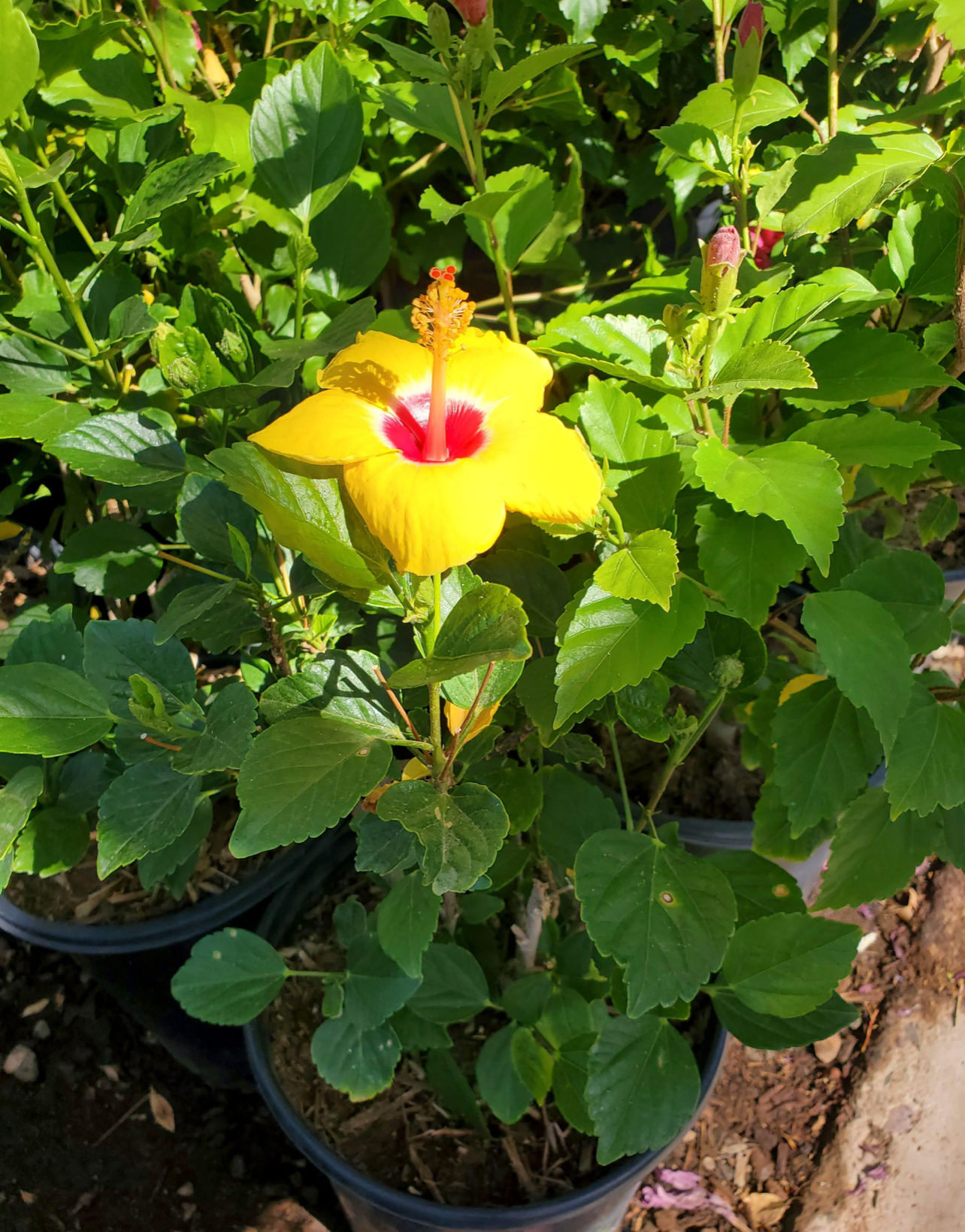 Hibiscus Hula Girl Bush 10"