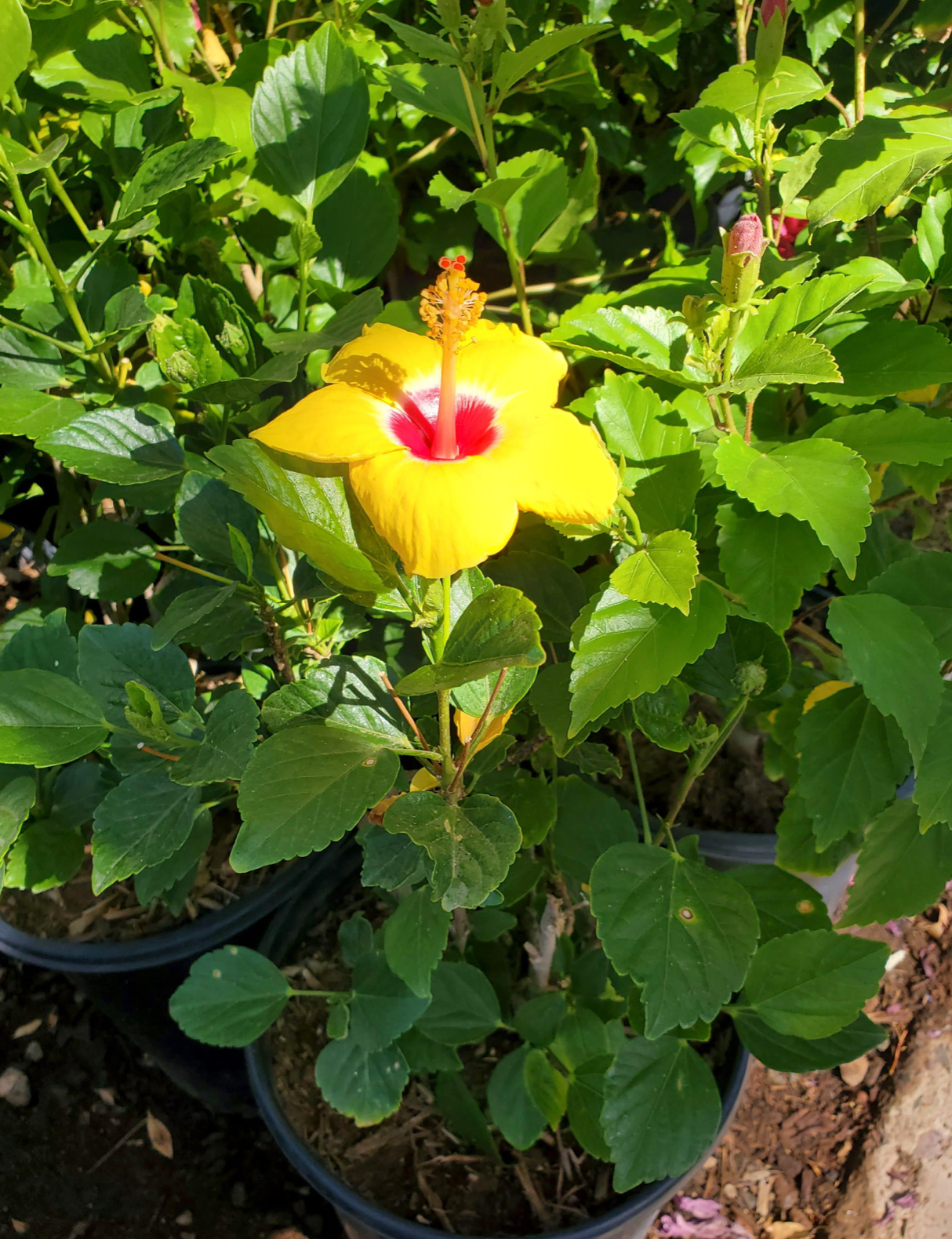 Hibiscus Hula Girl Standard Tree 10" pot