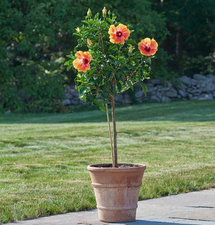 Hibiscus Fiesta 10" Standing Tree